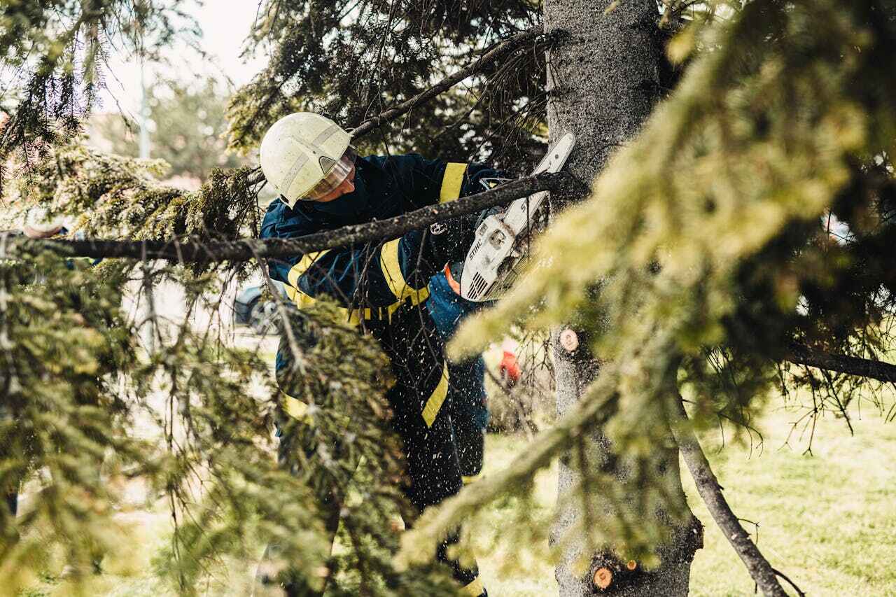 The Steps Involved in Our Tree Care Process in Frontenac, MO